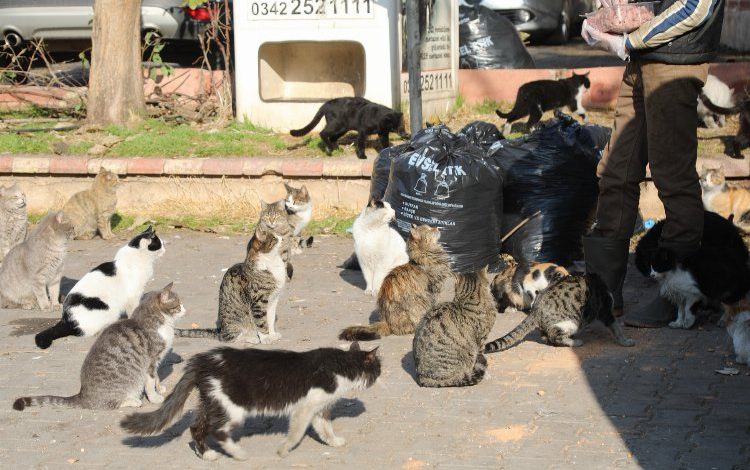 Gaziantep, sokak hayvanlarına 4,5 ton mama dağıttı Gaziantep, sokak hayvanlarına 4,5 ton mama dağıttı