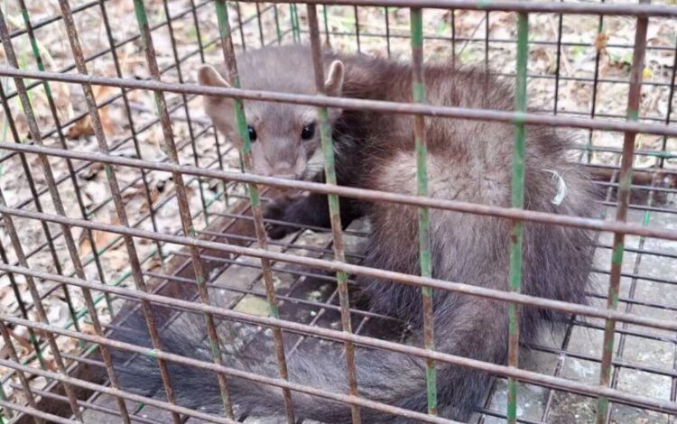 Bursa’da mazgala düşen kaya sansarı doğal ortama salındı Bursa’da mazgala düşen kaya sansarı doğal ortama salındı