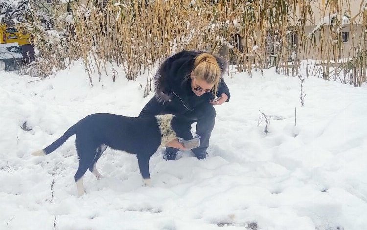 Bursa’da sokak hayvanlarına DOSABSİAD’dan dost eli