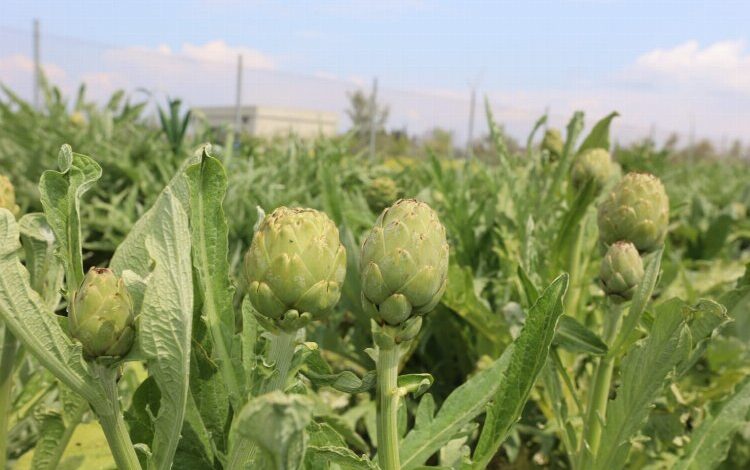 Urla’da ‘Enginar Günleri’ hazırlığı