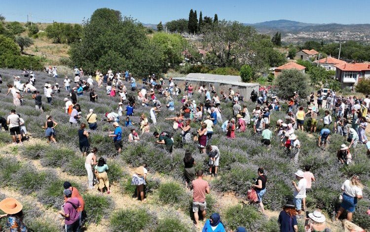 Üreticilere lavanta işleme tesisi müjdesi Üreticilere lavanta işleme tesisi müjdesi