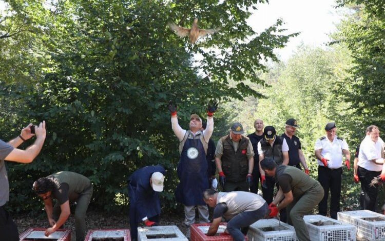 Sülünler doğaya salındı Sülünler doğaya salındı