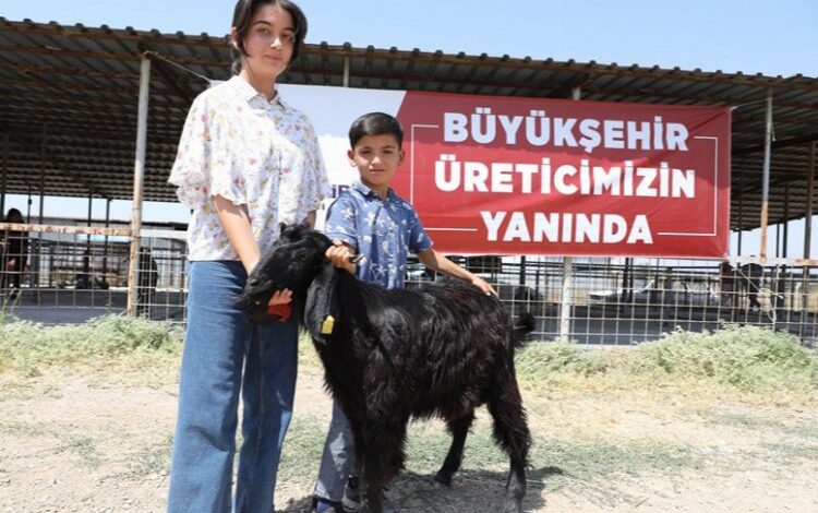 Hayvan üreticilerinin hibe sevinci