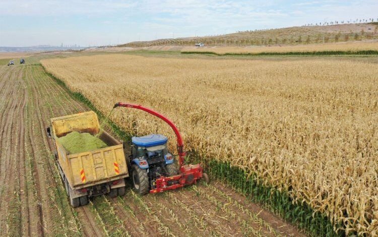 Tarım Kampüsü’nde silajlık mısır hasadı sevinci Tarım Kampüsü’nde silajlık mısır hasadı sevinci