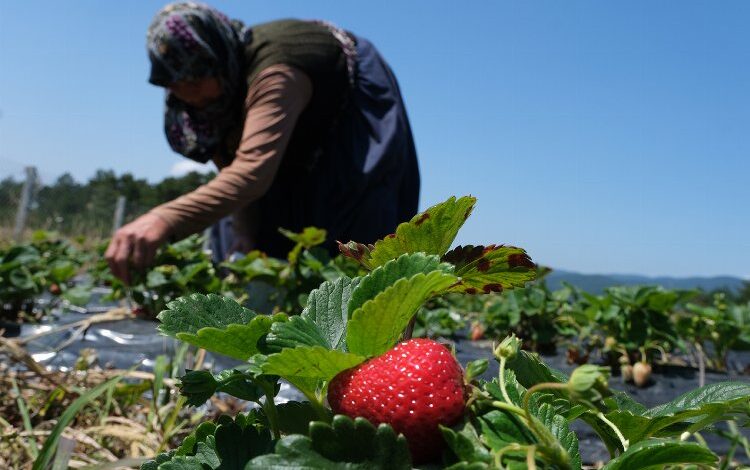 Sakarya’da çilek üretimi 3 katına çıktı