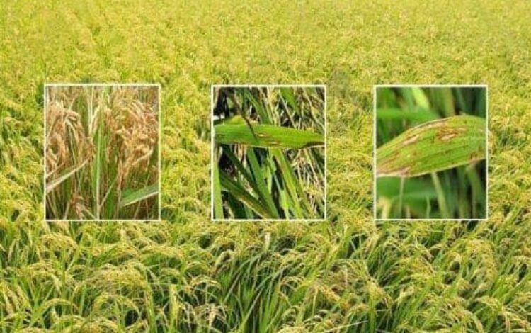 Uzunköprü Ziraat Odası’ndan ‘çeltik yanıklığı’ bilgilendirmesi Uzunköprü Ziraat Odası’ndan ‘çeltik yanıklığı’ bilgilendirmesi