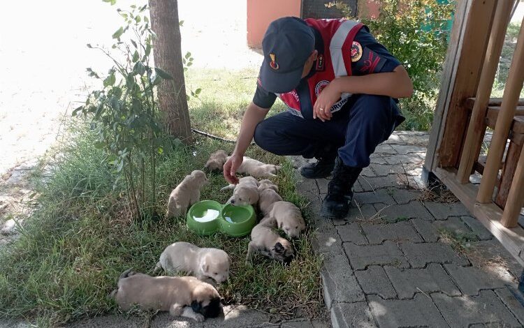 Bingöl’de anne ve yavru köpeklere Jandarma şefkati