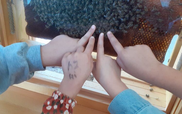 Manisalı minikler arıların dünyasını keşfetti Manisalı minikler arıların dünyasını keşfetti