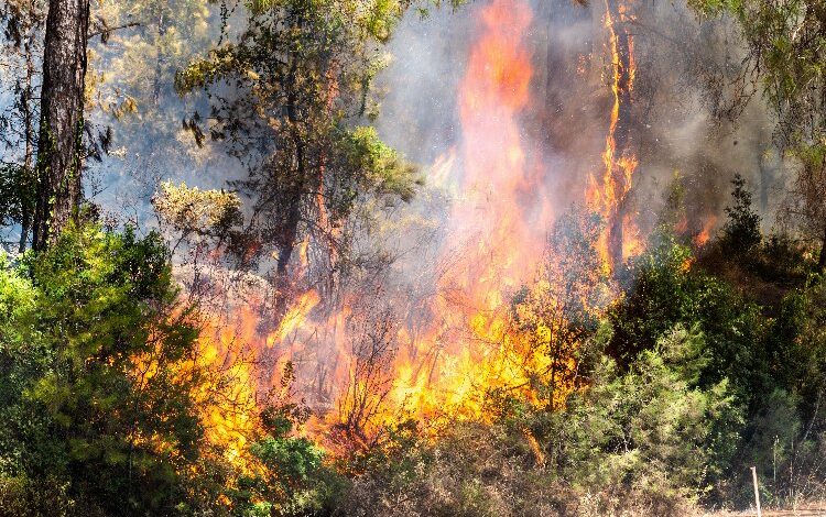 TEMA’dan dikkat çeken farkındalık