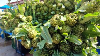 Urla enginarı ziyaretçilerini bekliyor