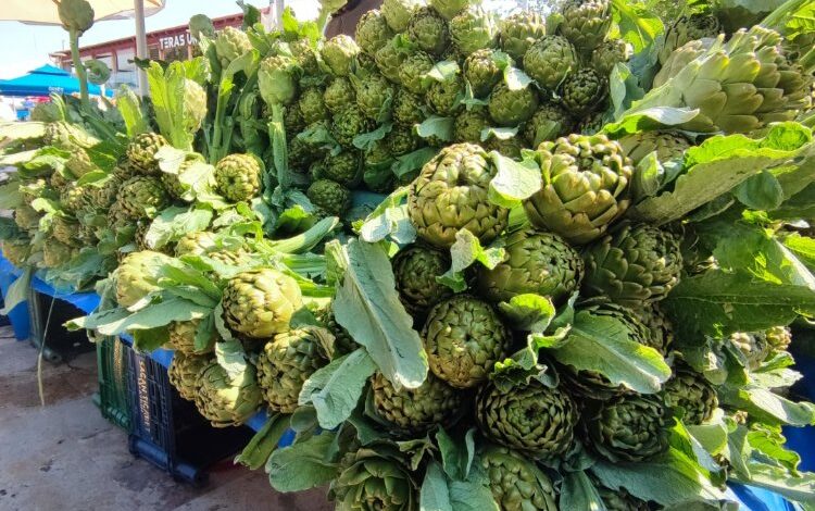 Urla enginarı ziyaretçilerini bekliyor