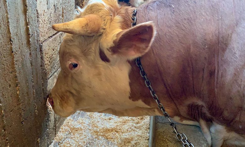 Adıyaman’da yaklaşık 1,5 tonluk ‘Gürbüz’ alıcısını bekliyor