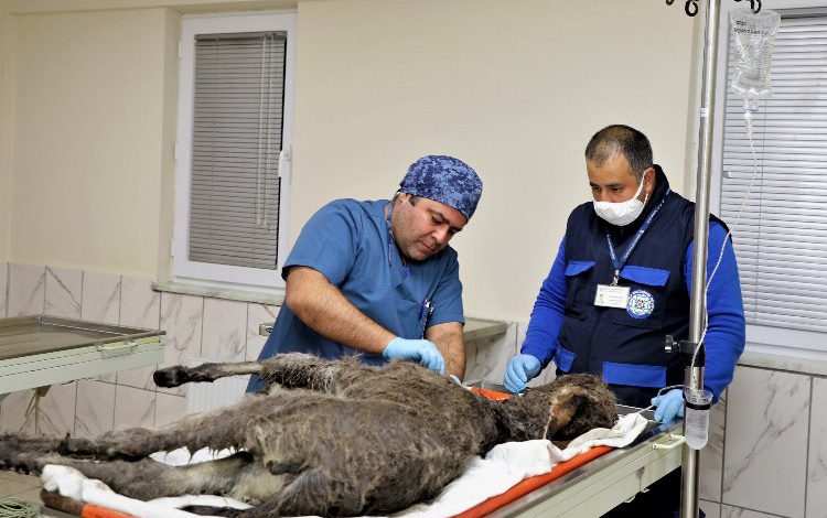 Muğla’da barınakta 26 bin 526 hayvan tedavi edildi