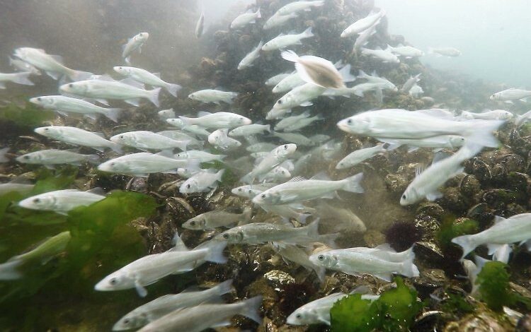 Körfeze 5 bin balık daha salınacak Körfeze 5 bin balık daha salınacak