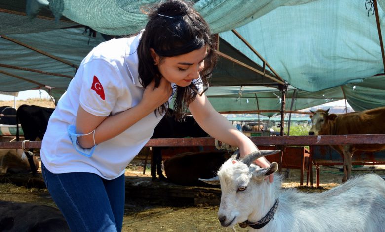 İzmir Aliağa kurban pazarında tempo arttı