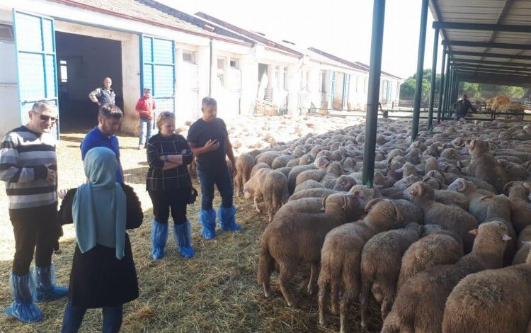 Manisa’da 500 damızlık koç desteği hazırlığı