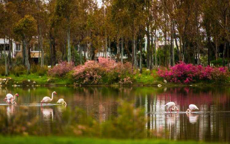 İzmir ‘Aliağa Kuş Cenneti ve Güzelhisar Deltası’ okurla buluşuyor İzmir ‘Aliağa Kuş Cenneti ve Güzelhisar Deltası’ okurla buluşuyor