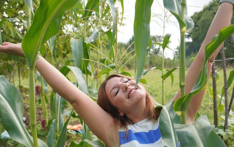 Topladığı mısırları közde pişirdi!