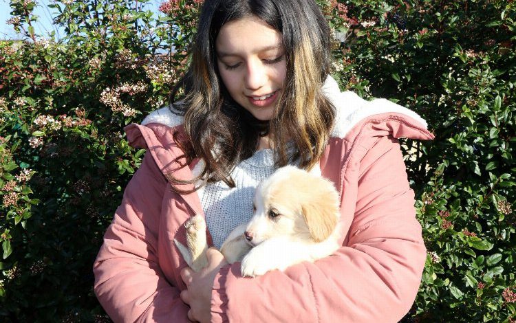 Kocaeli’nde 2021yılında 3 bin 373 sokak hayvanını sahiplendirdi Kocaeli’nde 2021yılında 3 bin 373 sokak hayvanını sahiplendirdi