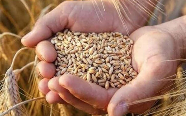 Kaliteli tohumluk buğday verimi arttırıyor