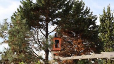 İzmit’te tehlikeli ağaca belediye müdahalesi