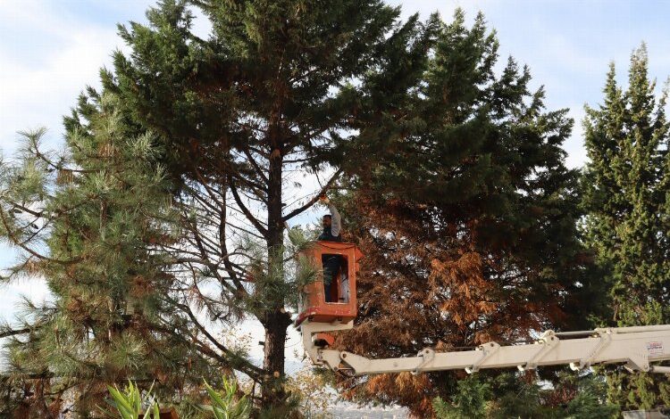 İzmit’te tehlikeli ağaca belediye müdahalesi