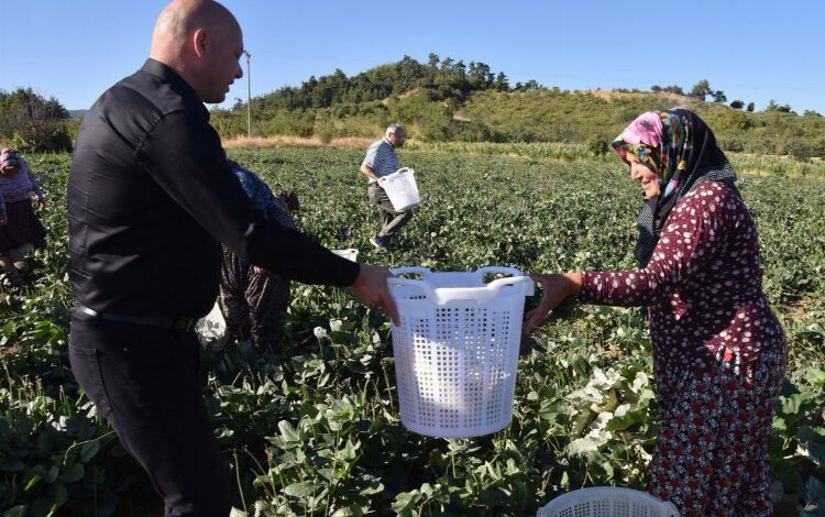 Börülce hasadında koruyucu ekipmanlar dağıtıldı Börülce hasadında koruyucu ekipmanlar dağıtıldı