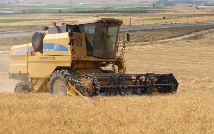 Belediye arazilerinde buğdaylar yetişiyor Belediye arazilerinde buğdaylar yetişiyor