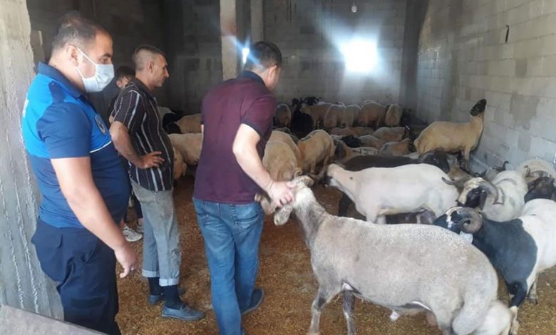 Kilis’te ahır dışında kurban satışı yapanlara ceza Kilis’te ahır dışında kurban satışı yapanlara ceza