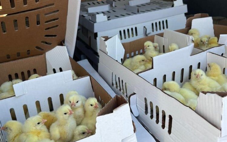 Bursa’da kayıt dışı 2 bin 500 kanatlı hayvana el kondu! Bursa’da kayıt dışı 2 bin 500 kanatlı hayvana el kondu!