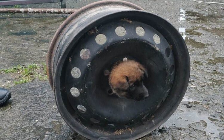 Yavru köpeğin başı jantla dertte