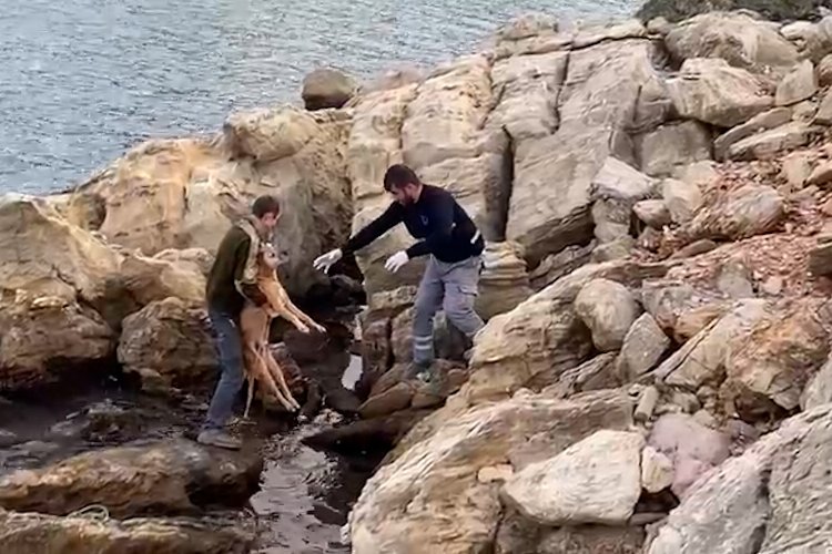 Bodrum’da denize düşen köpek kurtarıldı Bodrum’da denize düşen köpek kurtarıldı
