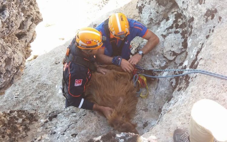 Diyarbakır’da AFAD ekipleri uçurumdaki keçileri kurtardı Diyarbakır’da AFAD ekipleri uçurumdaki keçileri kurtardı