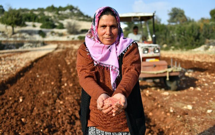 Yerel buğday gelecek nesillere aktarılıyor Yerel buğday gelecek nesillere aktarılıyor