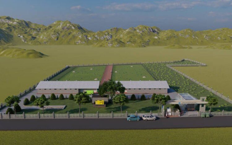 Bu çiftlikte tavuklara her şey serbest