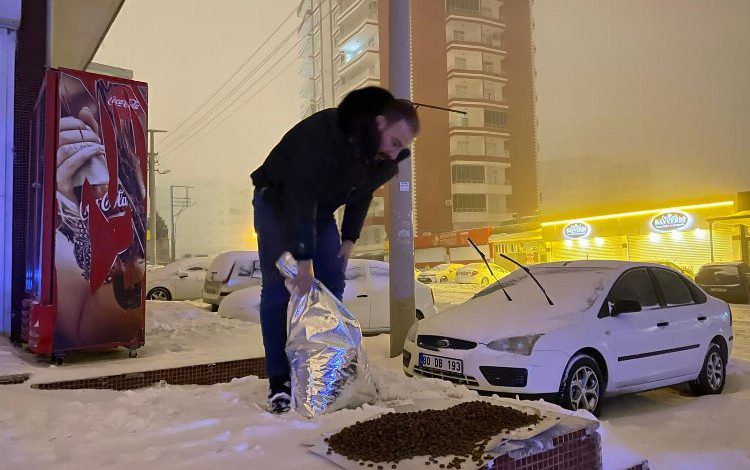Mardin Büyükşehir sokak hayvanlarına düzenli mama dağıtıyor