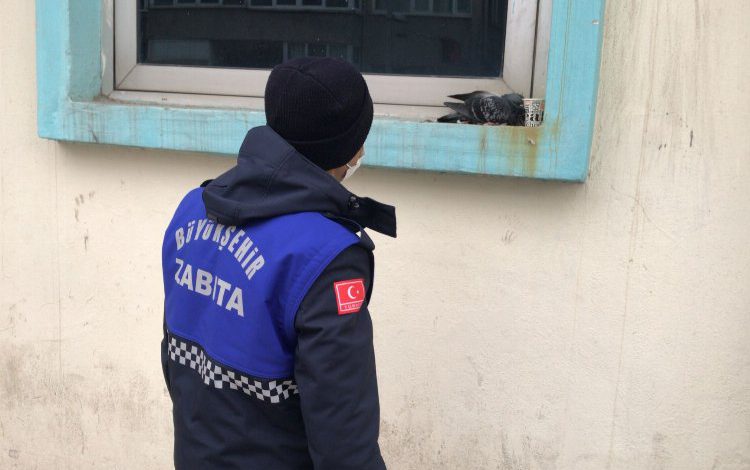 Zabıta’dan yaralı güvercine şefkat eli Zabıta’dan yaralı güvercine şefkat eli