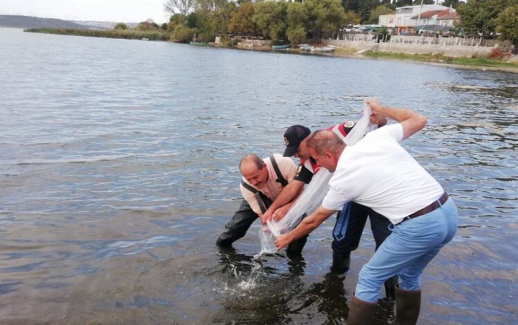 Bursa’da 4 milyona yakın sazan yavrusu göletlere bırakıldı Bursa’da 4 milyona yakın sazan yavrusu göletlere bırakıldı