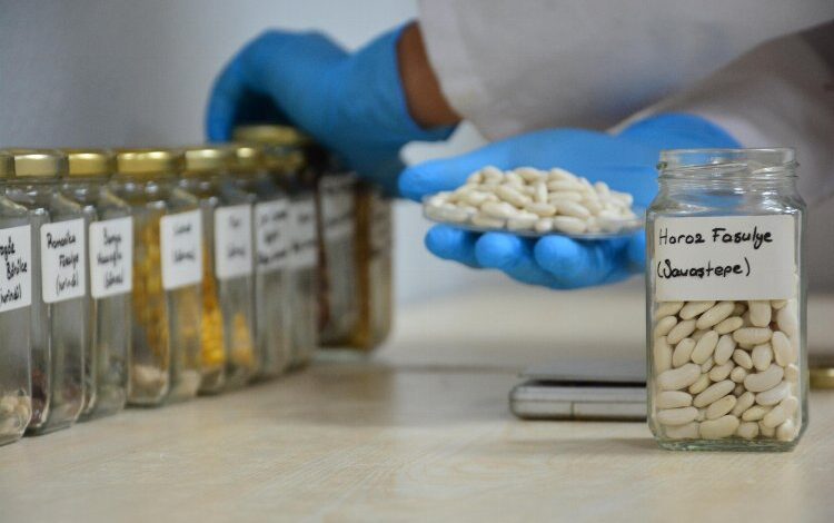 Ata tohumları emin ellerde Ata tohumları emin ellerde