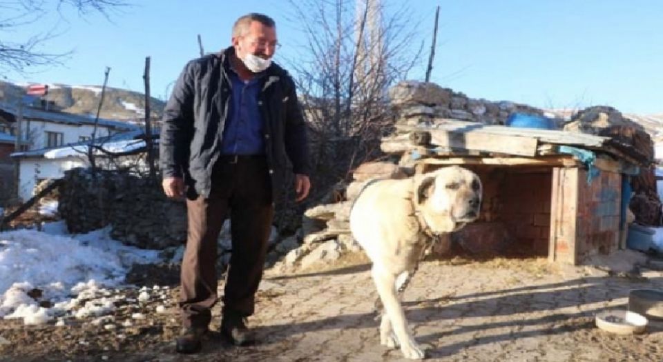 Sivas’ta kangallar ayıya geçit vermedi! Sivas’ta kangallar ayıya geçit vermedi!