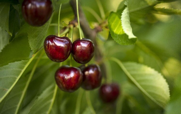 Türk kirazı yüzde 54 değerlendi Türk kirazı yüzde 54 değerlendi