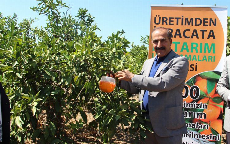 Gümüldür mandalinasına ‘tuzak’lı koruma Gümüldür mandalinasına ‘tuzak’lı koruma