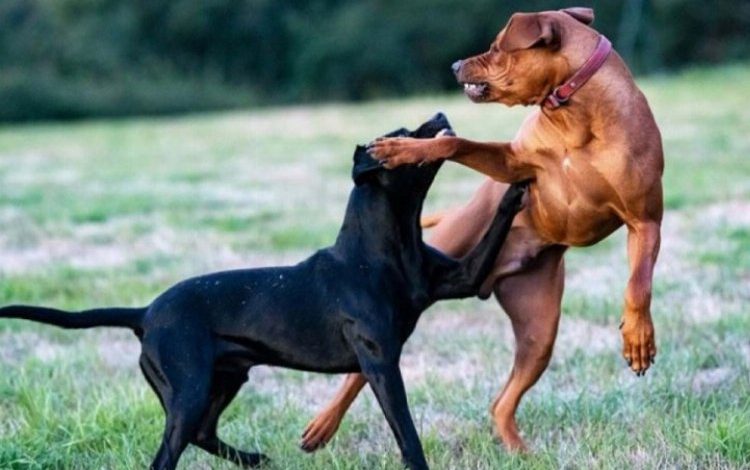 Bursa’da Başkan’dan “Can dostlarımız için çağrımız var” mesajı Bursa’da Başkan’dan “Can dostlarımız için çağrımız var” mesajı