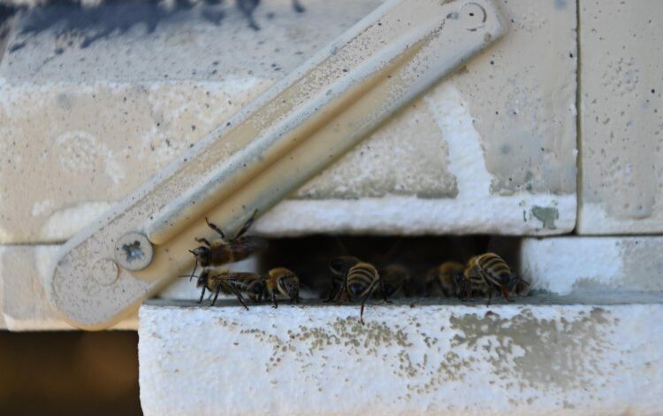20 bin kraliçe evlerine uçtu 20 bin kraliçe evlerine uçtu