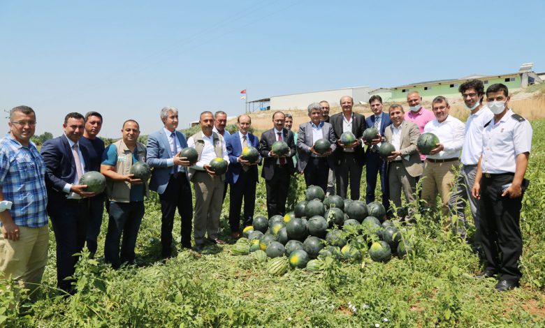 Bursa Karacabey’de karpuz hasadı Bursa Karacabey’de karpuz hasadı