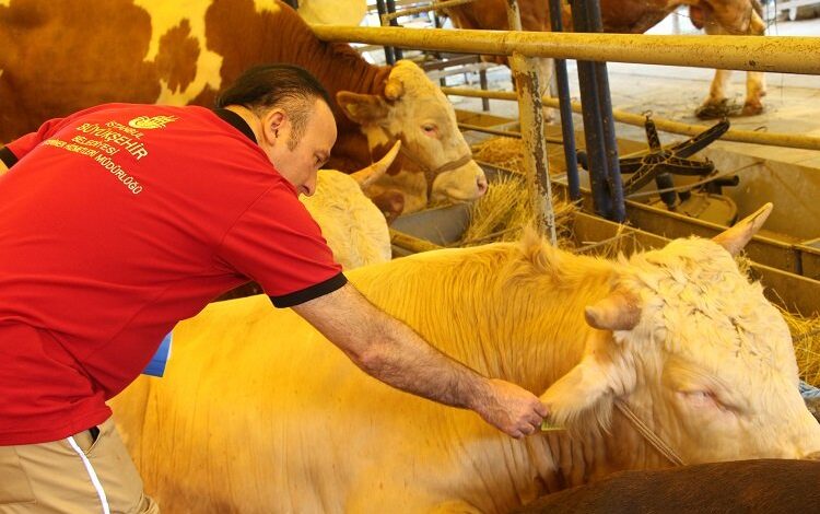 İstanbul Kurban Bayramı’na hazır