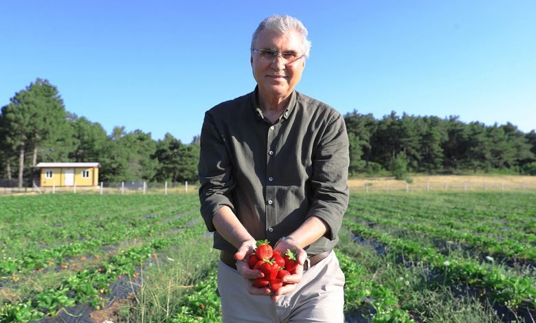 Sakarya’da el emeği çileklere yoğun ilgi Sakarya’da el emeği çileklere yoğun ilgi