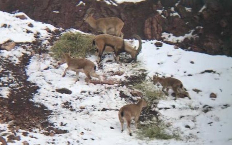 Adıyaman’da etkisini sürdüren kar yağışı yaban hayatı etkiliyor