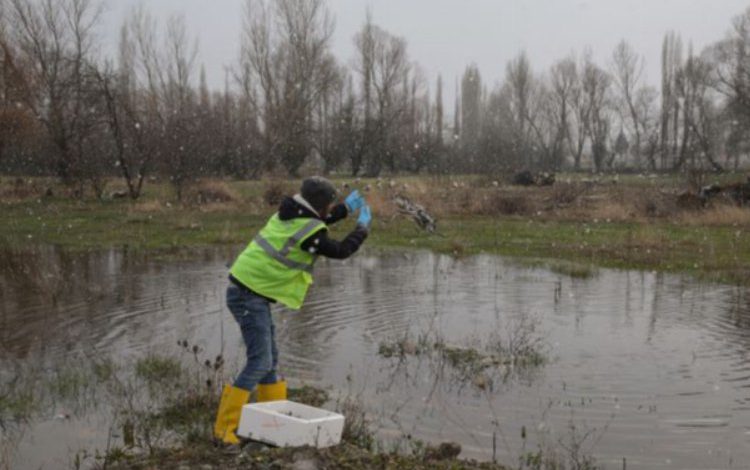 Kütahya’da leylekler unutulmadı