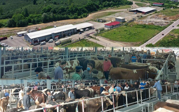 Karadeniz’in en büyük mezbahası Kurban’a hazır Karadeniz’in en büyük mezbahası Kurban’a hazır